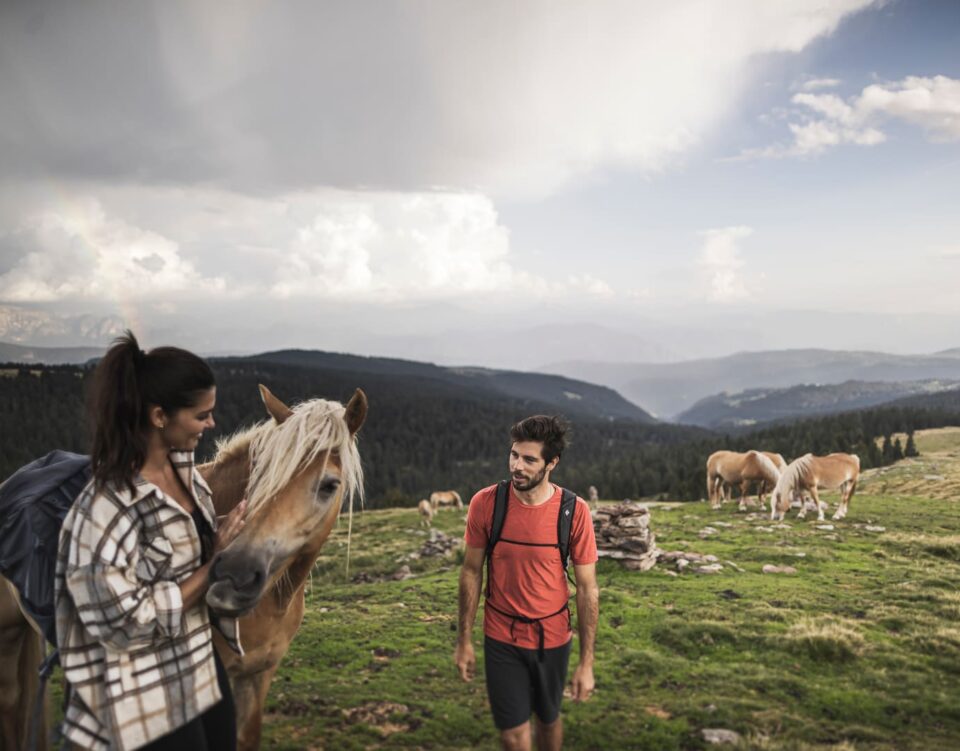Panoramaritt mit Haflinger Pferden auf dem Hochplateau Tschögglberg mit Blick auf Meran
