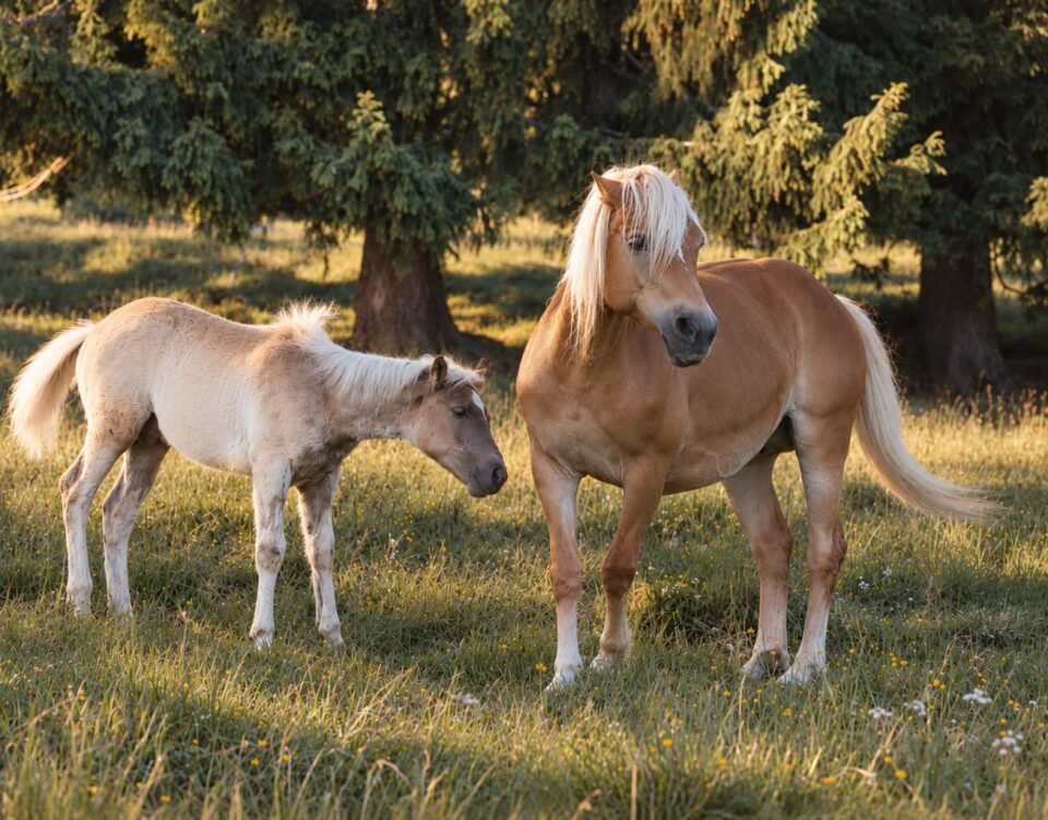 Haflinger am Mittelbrunnhof in Hafling bei Meran