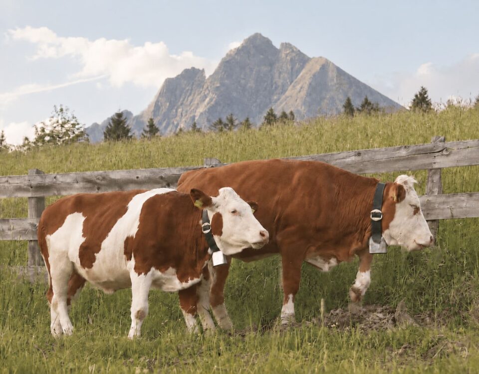 Unsere friedlichen Milchkühe auf den saftigen Bergwiesen beim Urlaub auf dem Bauernhof in Hafling
